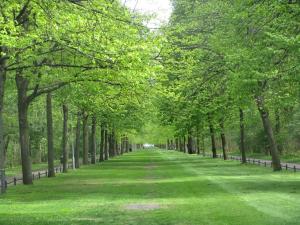 Tiergarten - Berlin