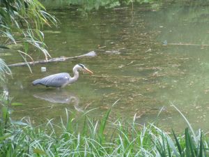 Park - Cologne