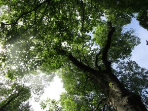 Laying in the park - Dublin