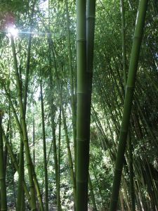 Bamboo garden - Tacoma