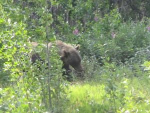 Bear - Yukon