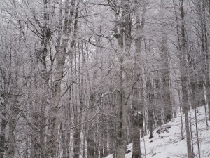 Snow in the Balkan Mountain Range