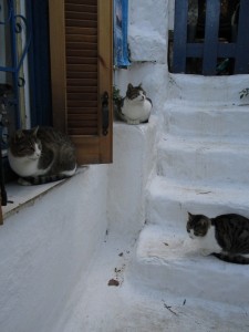 Cats in Athens