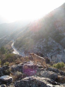 Dog near Virpazar