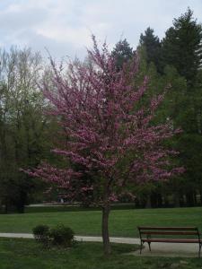 Tree in park - Zagreb